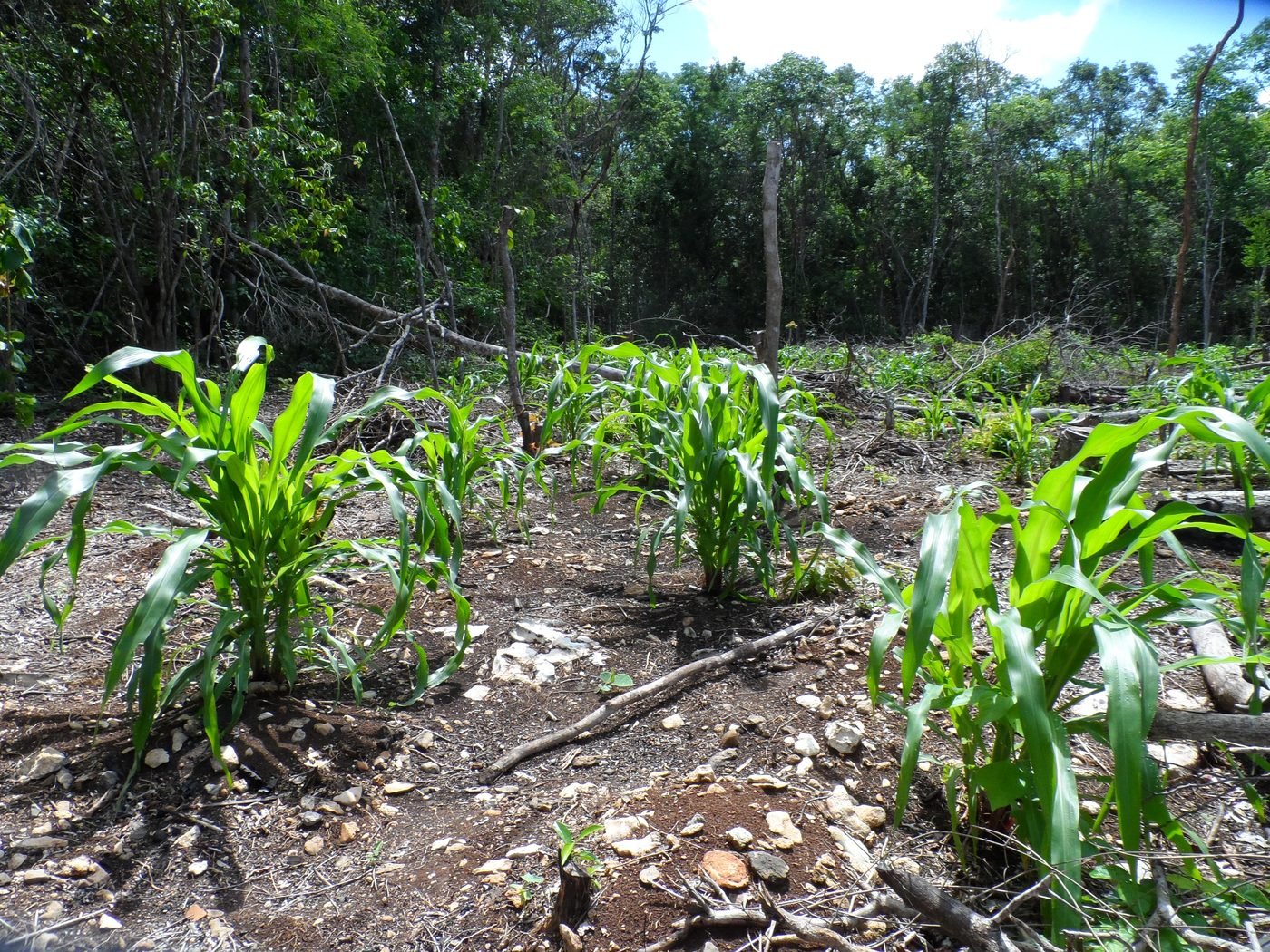 Milpa comunitaria